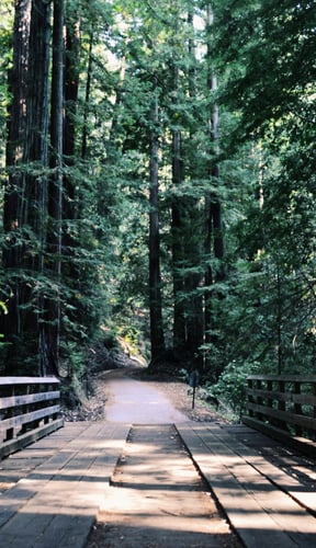 Wooden bridge path through tall forest trees