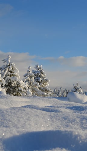 Snow-covered pine trees and cabin in bright winter sunlight