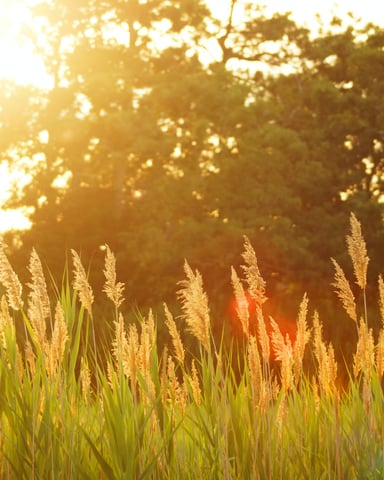 Golden grain field at sunset with trees silhouetted in warm backlight