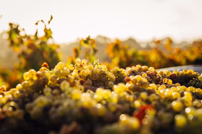 WINE and SONG Festival at BLUE Ridge Winery -