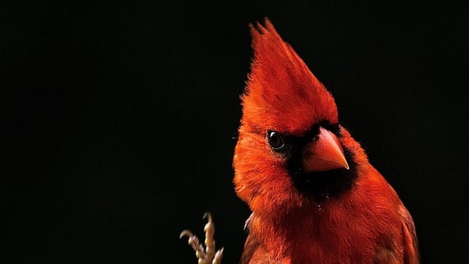 Birds Singing for Spring in the Poconos