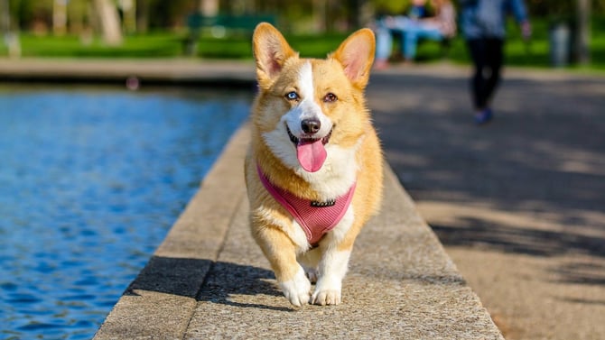 Pet Friendly Pocono Mountain Things to Do