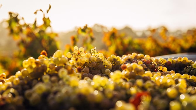 WINE and SONG Festival at BLUE Ridge Winery -