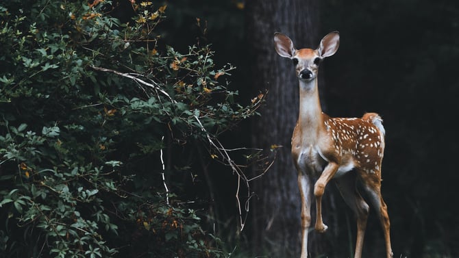 Check Out Wildlife on a Poconos Day Trip