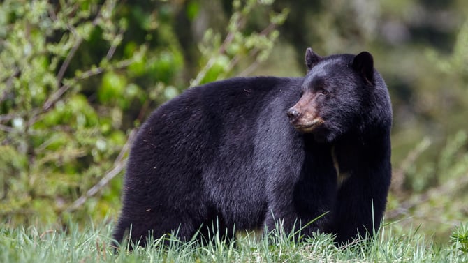 Poconos Wildlife Watching: Fun for All Ages