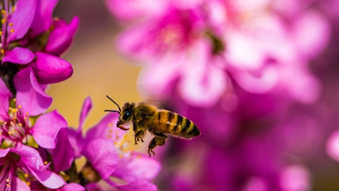 Spring Is in the Air