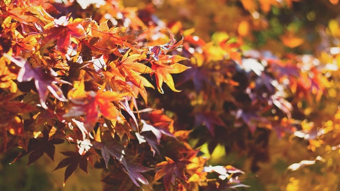 Autumn In The Poconos, Best Place For Flaming Fall Colors!