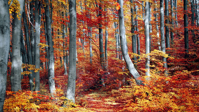 Ultimate Guide to Fall in the Pocono Mountains