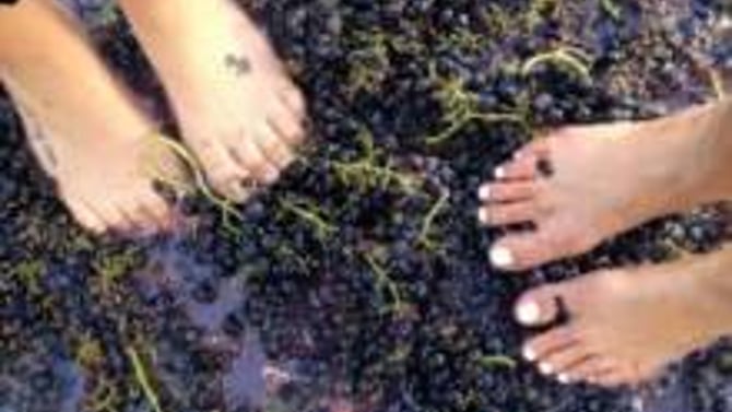 The Grape Stomp at Sorrenti Cherry Valley Vineyards