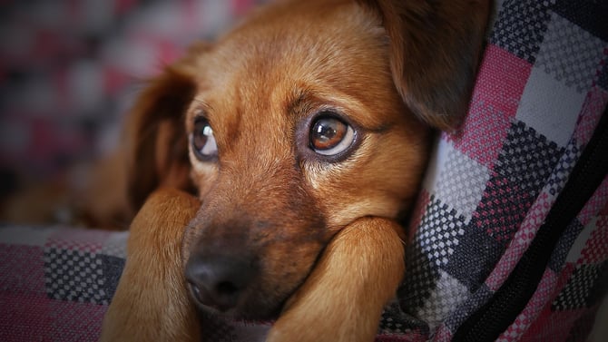Your Guide to a Pet-Friendly Poconos Vacation!