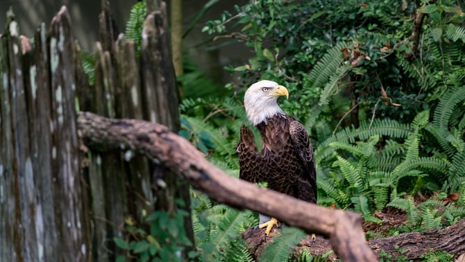Poconos Wildlife & Nature