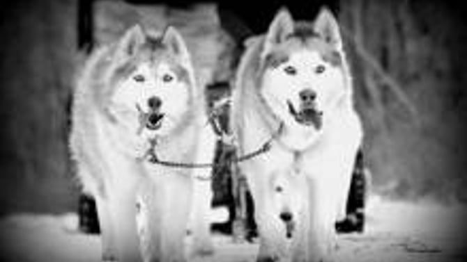 Mush! Mush! Mush with Dog Sledding in the Poconos
