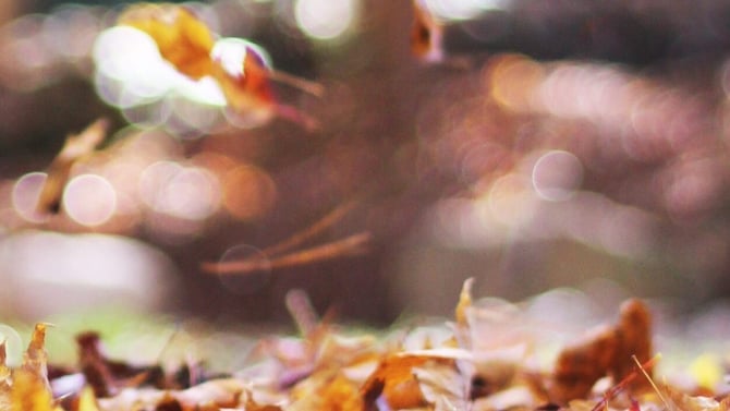 Autumn in the Poconos