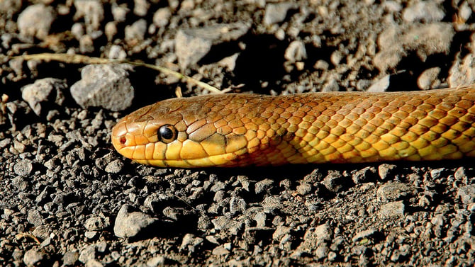 Pocono Snake and Animal Farm