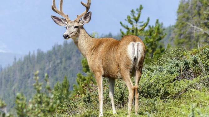 The Best Spots for Poconos Wildlife Watching