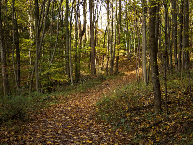 Leaf-covered forest path in central Pennsylvania in early autumn