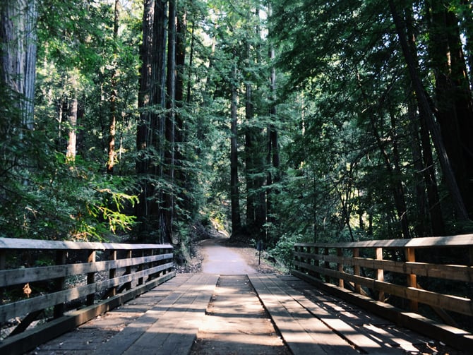 Wooden footbridge leading into a tall forest on a sunny day